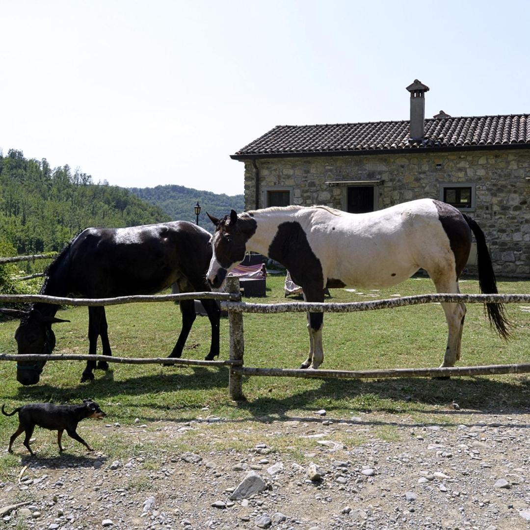 Le Chianine Dei Tognoli Farm stay